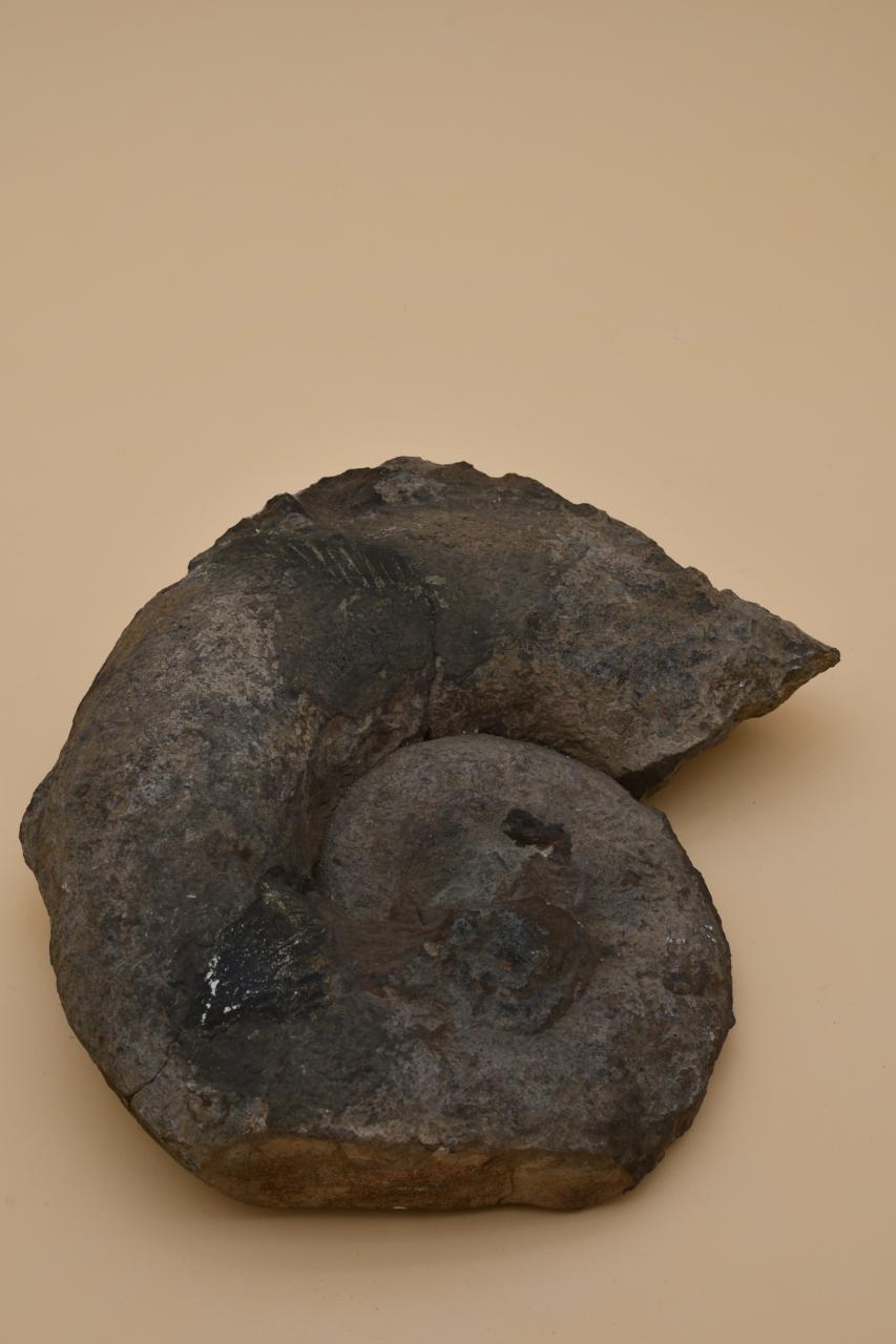 Ammonit aus Lahming (Schneeberg) 