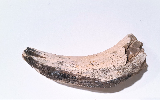 Hauer eines Listriodons, Miozän