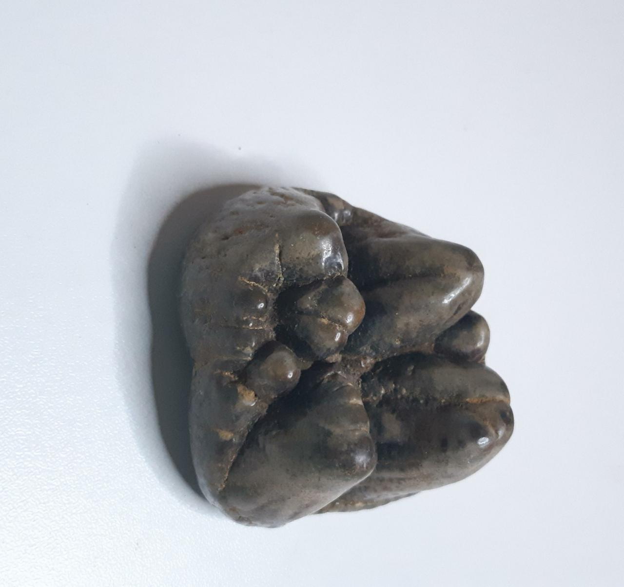 Zahnkrone eines jungen Mastodons, vor 10 Mill. Jahren