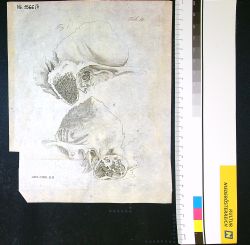 Blatt mit Abbildungen eines Knochens
